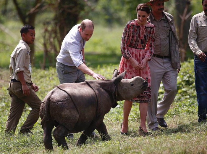 essay on rhino poaching in assam essay on rhino poaching in assam